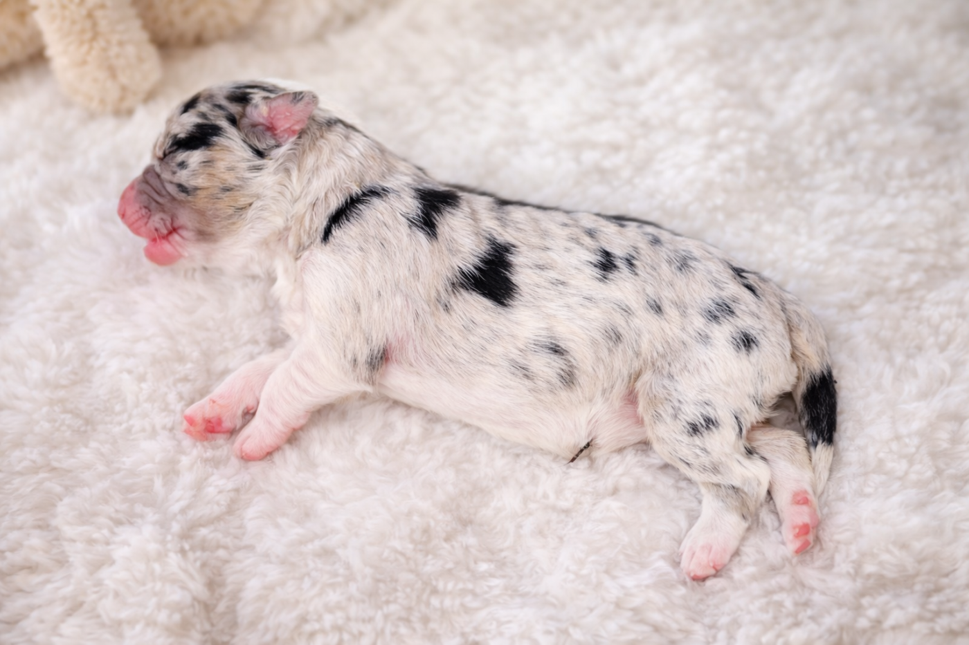 Sur Les Traces De Flambeau - Chiots disponibles - Berger Australien