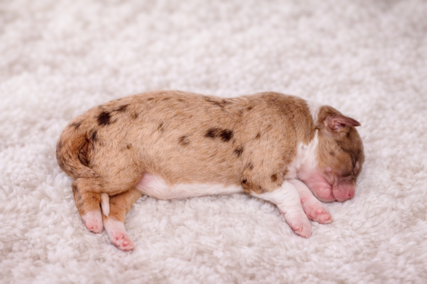 Sur Les Traces De Flambeau - Chiots disponibles - Berger Australien