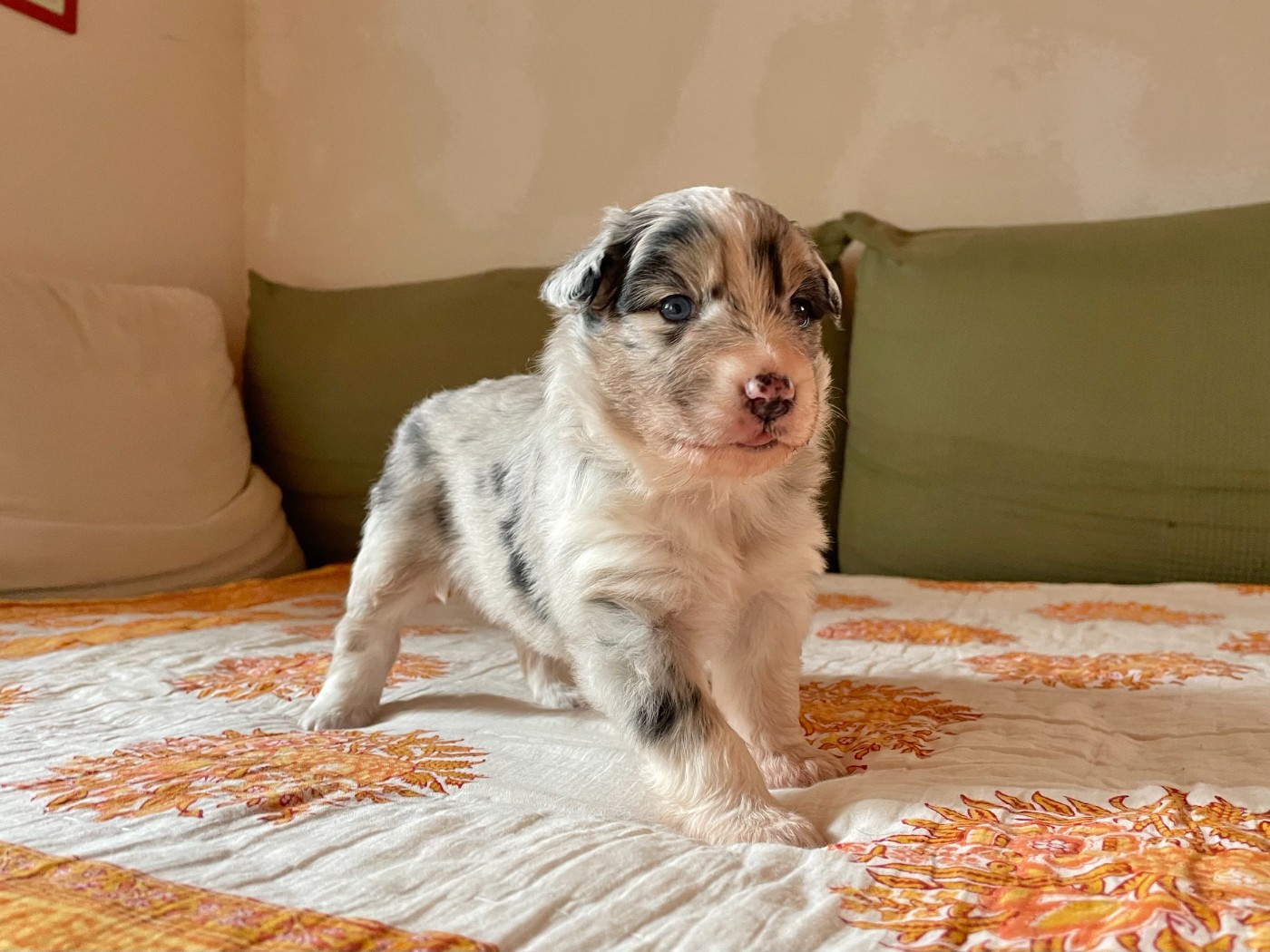 Sur Les Traces De Flambeau - Chiots disponibles - Berger Australien