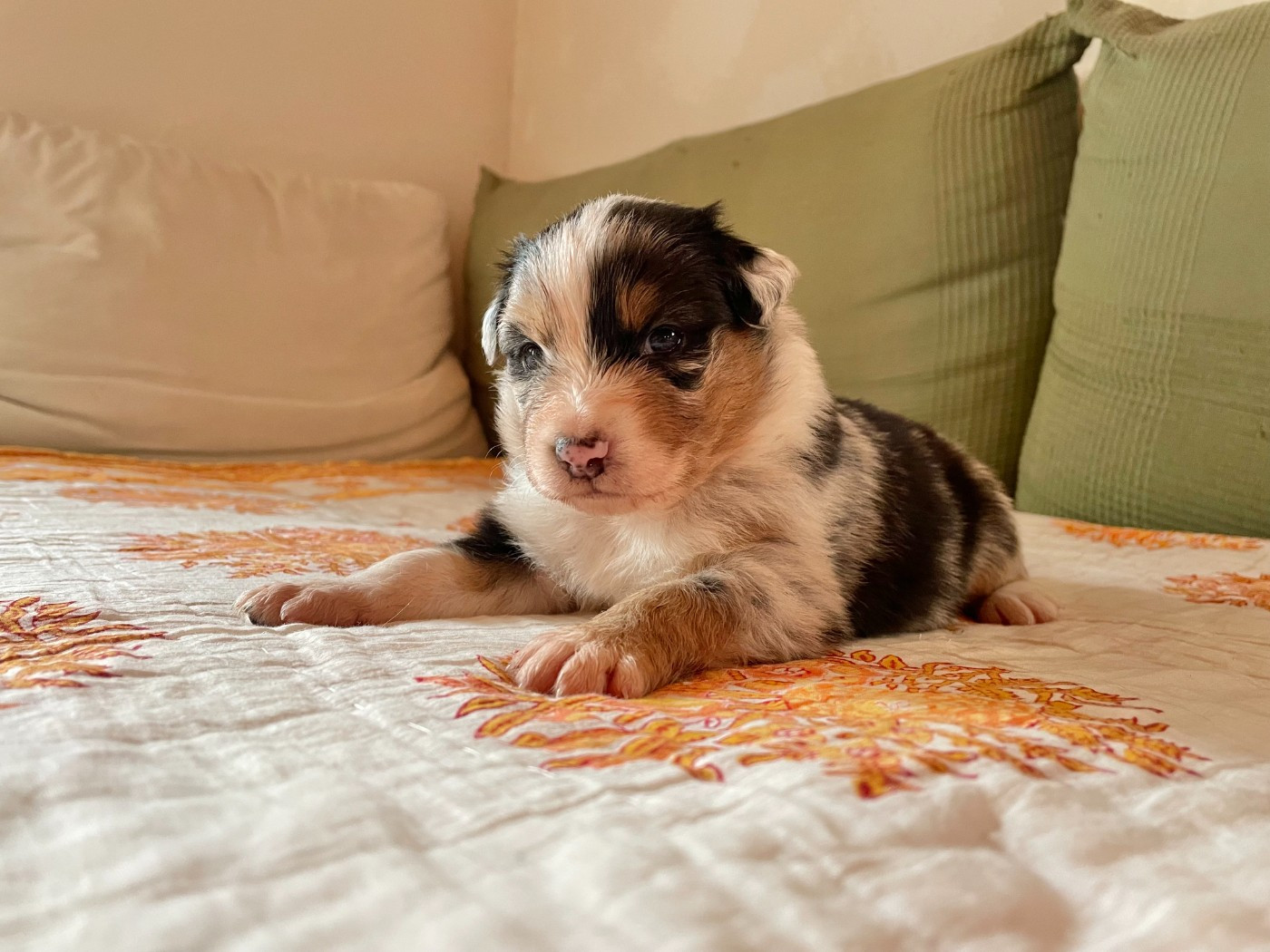 Sur Les Traces De Flambeau - Chiots disponibles - Berger Australien