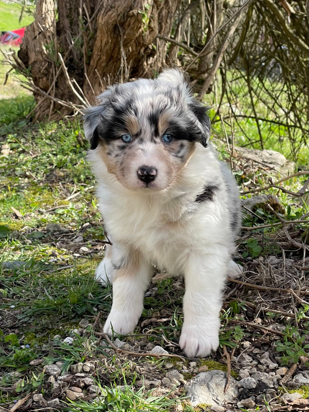 Sur Les Traces De Flambeau - Chiots disponibles - Berger Australien